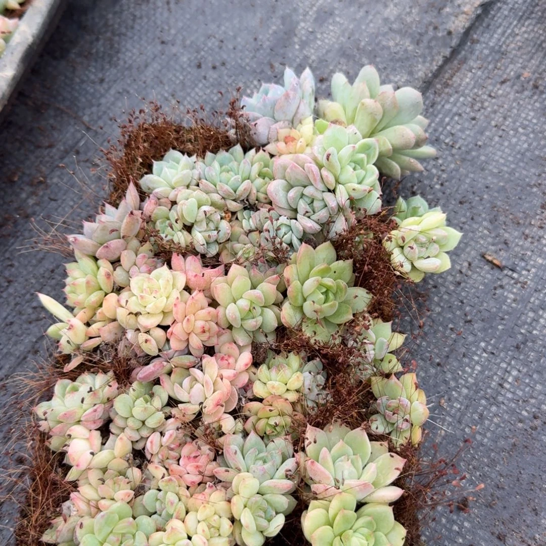 9-34宽叶美尼珍妮切糕一份量拍