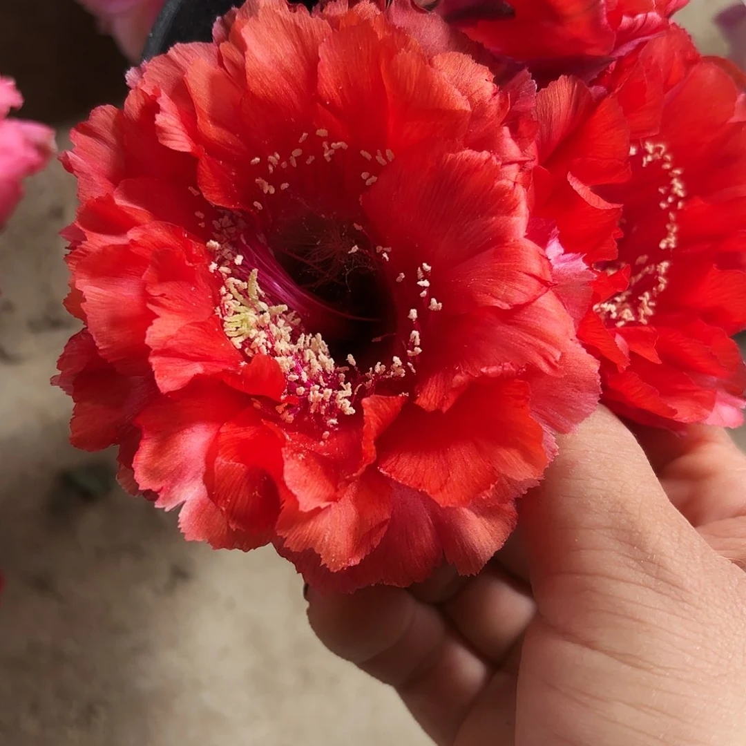 火舞无根侧牙四左右