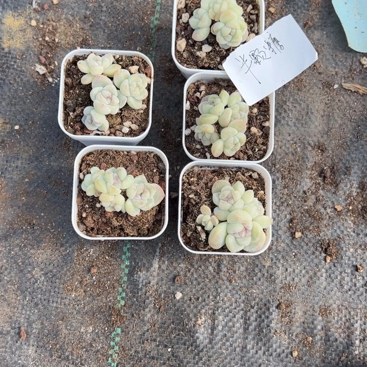 半颗糖一物一拍的