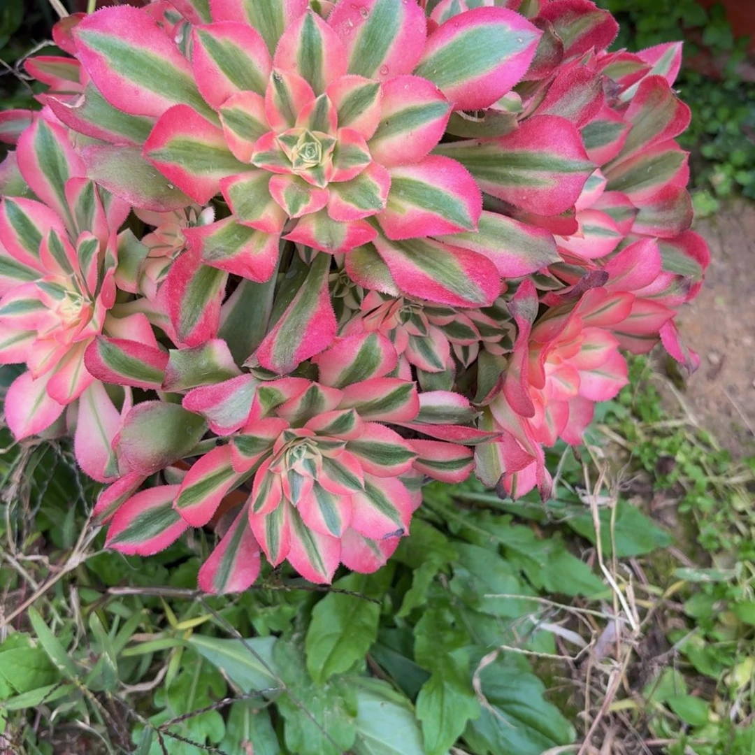 420多肉植物捧花的时候