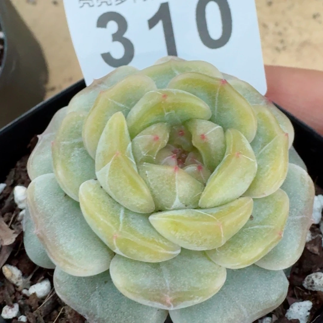 宫廷美酒         精品多肉