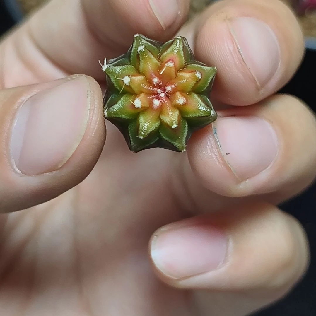 实生米哈锦冠幅2厘米左右5