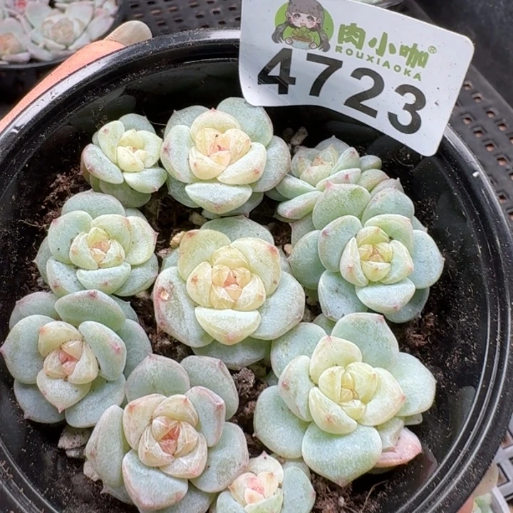 多肉植物多肉植物