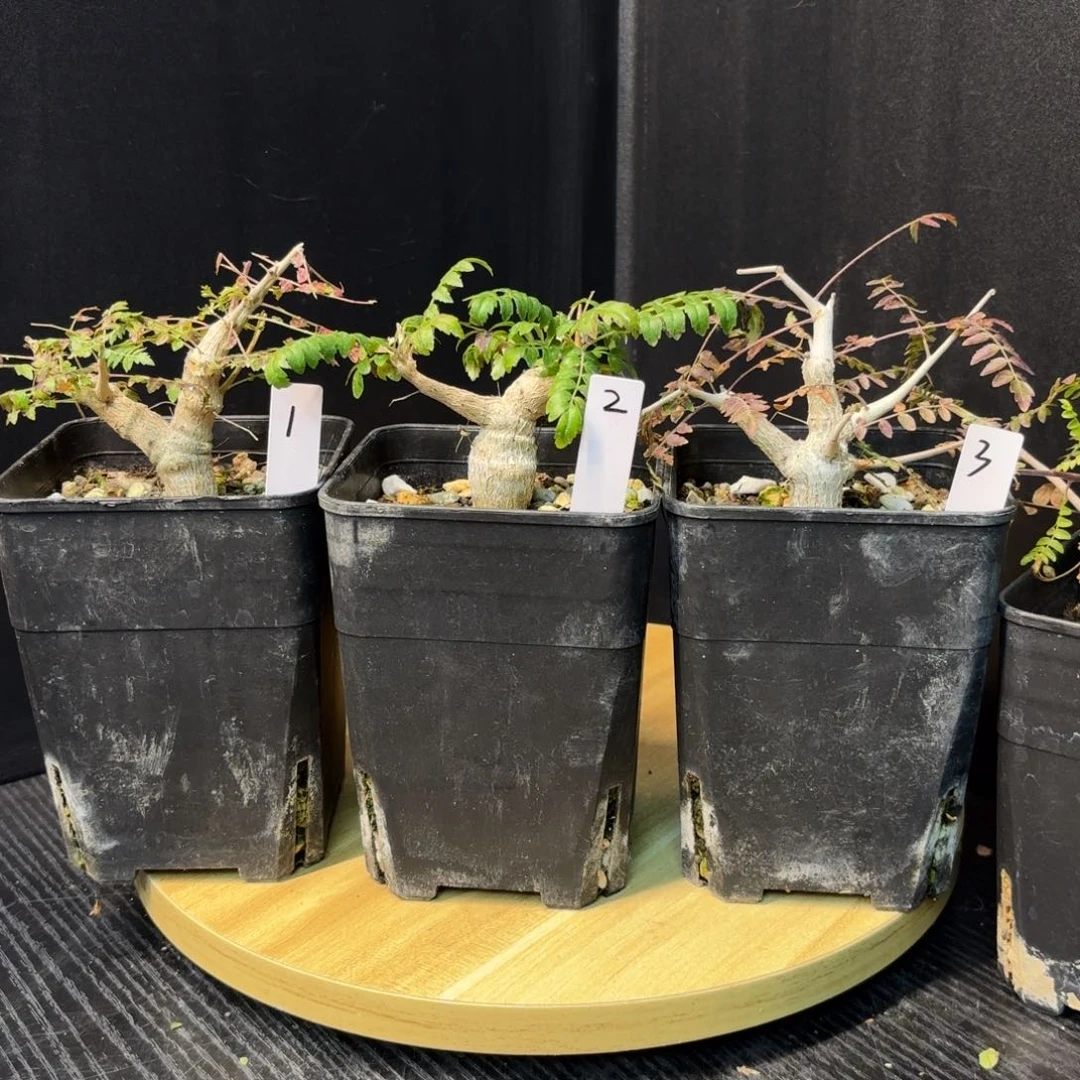 木 尼勒达乳香福利价