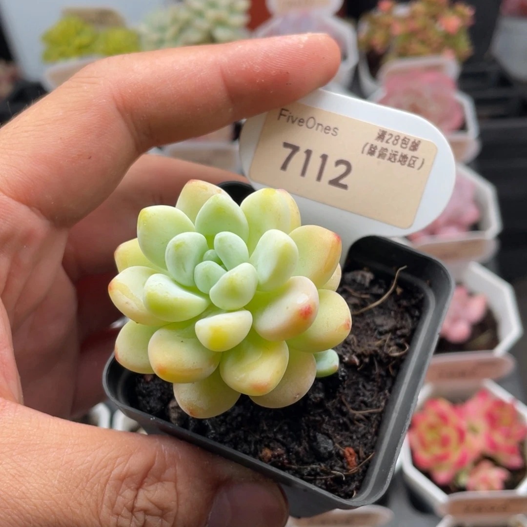 劳尔7112-4.5厘米