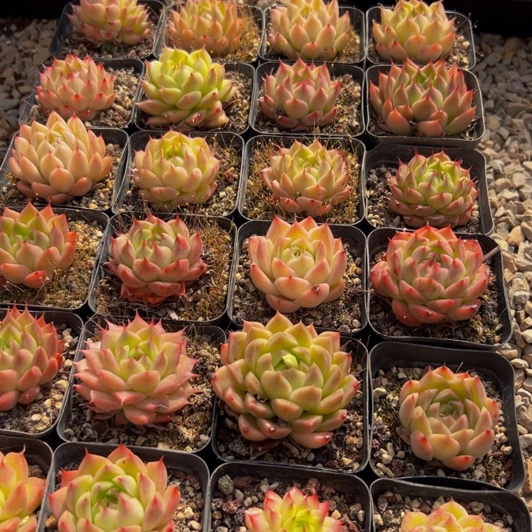 537多肉葡萄领导人的接见