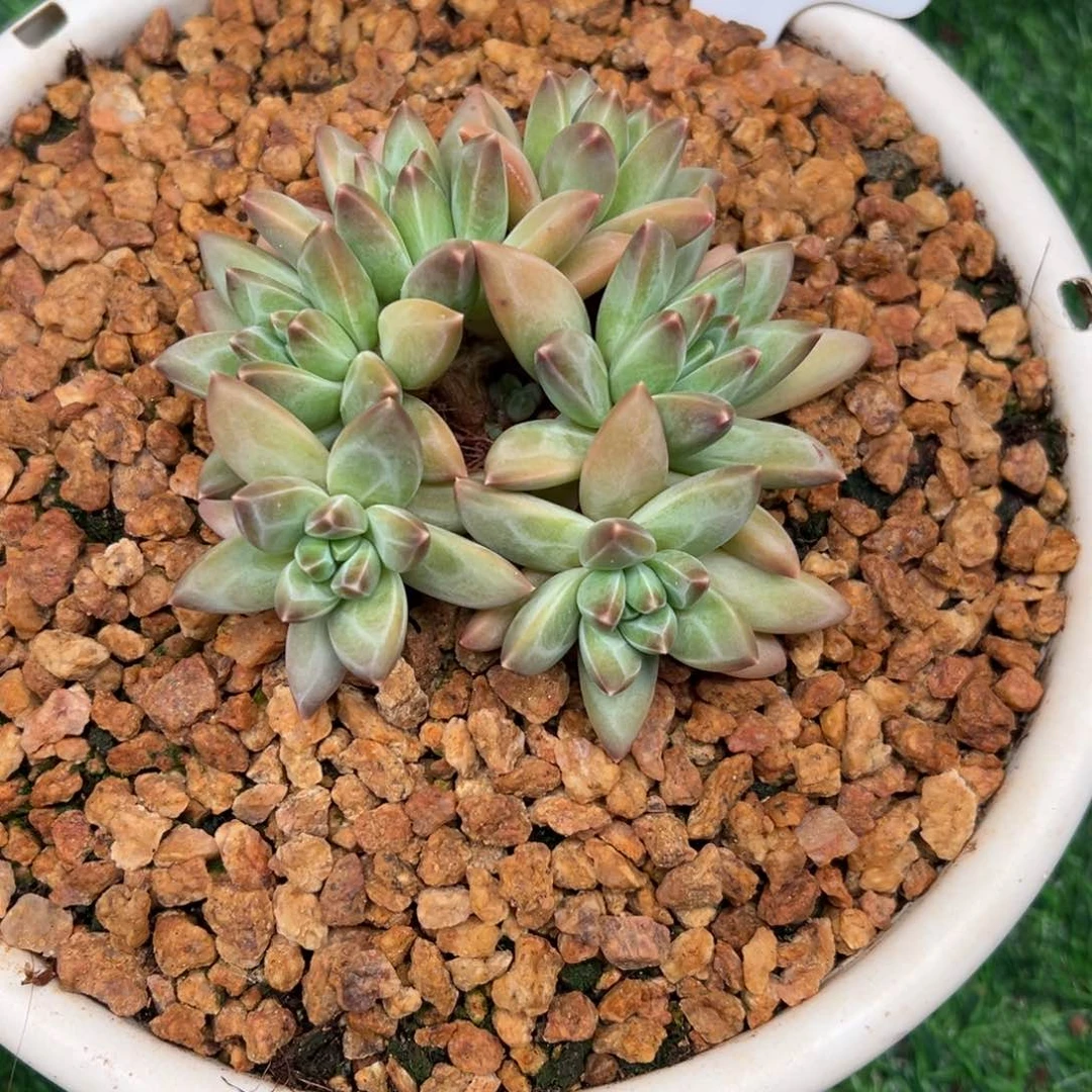 一物一拍链接，李富贵寄养