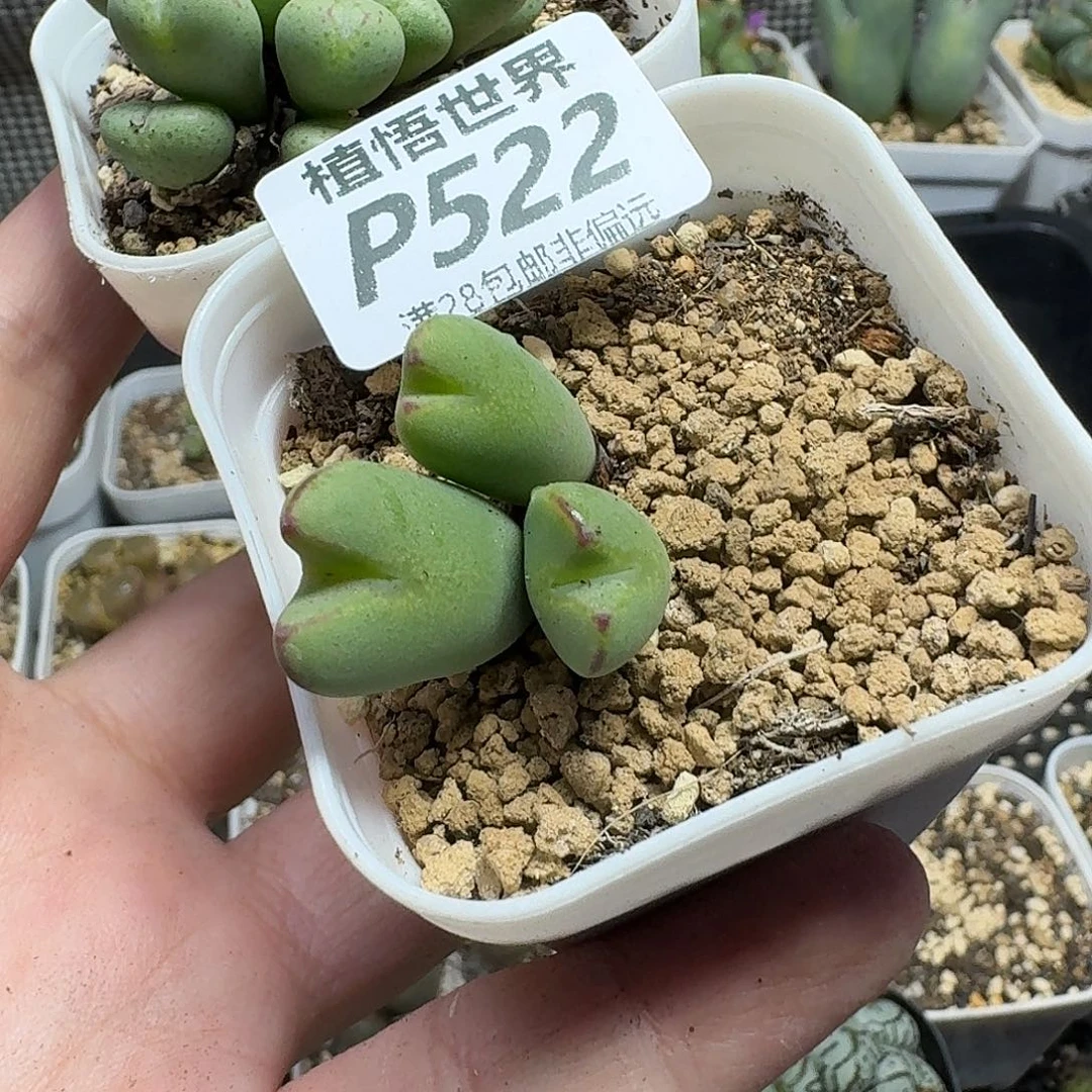 多肉植物的润泽fgbn