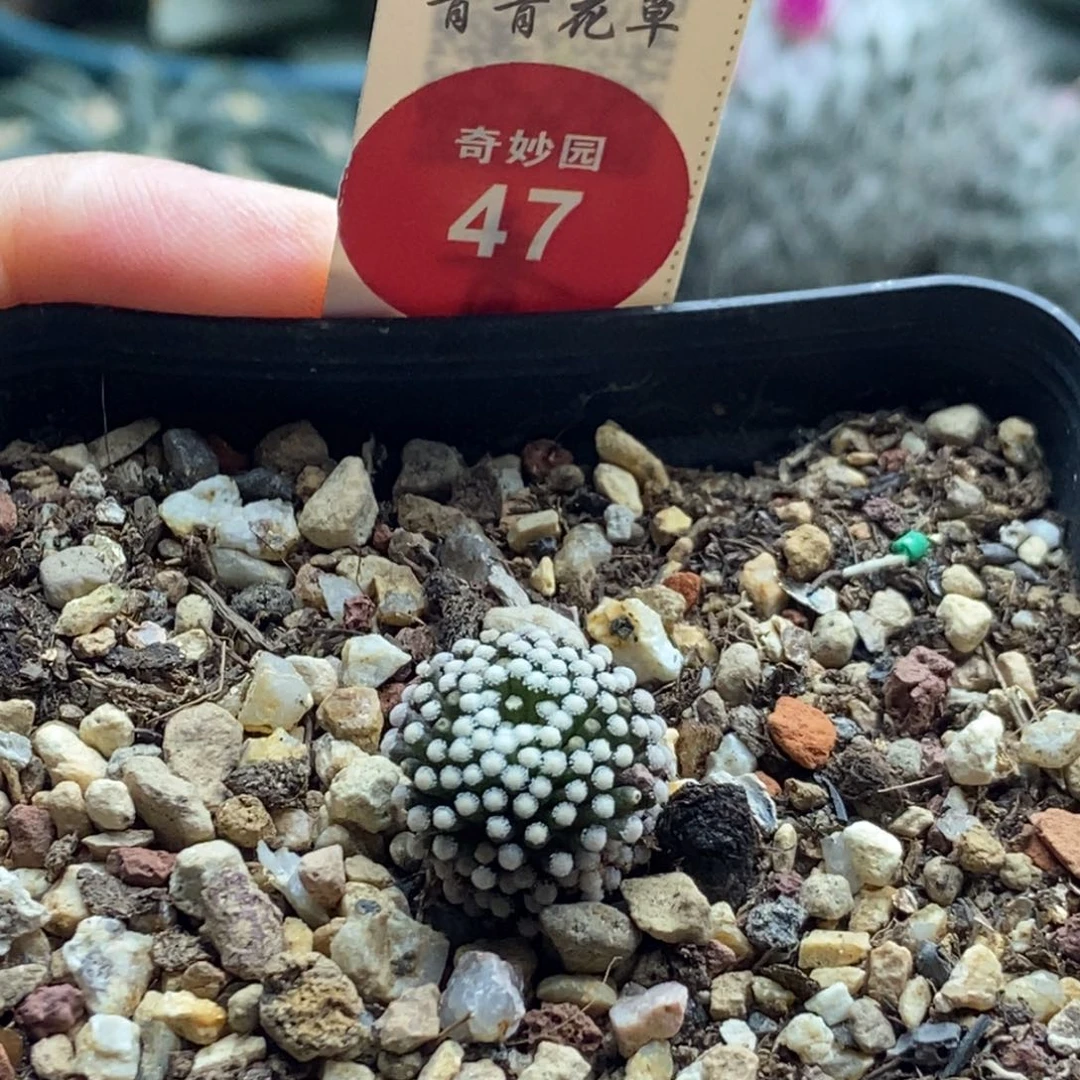 萝卜根松针牡丹一棵