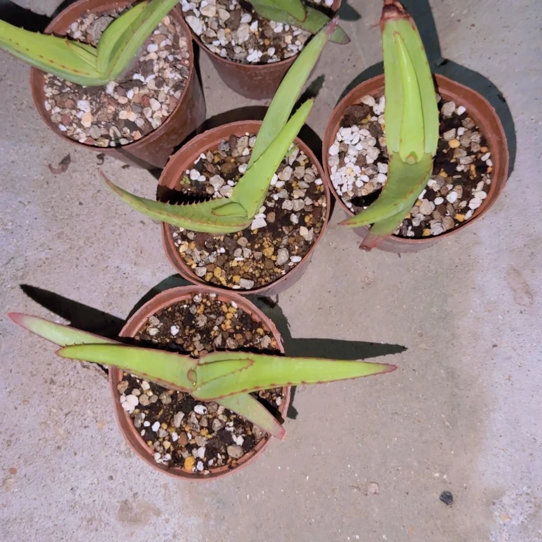 ?*猪块根植物块根植物