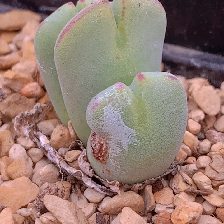 14565666669669968868868866