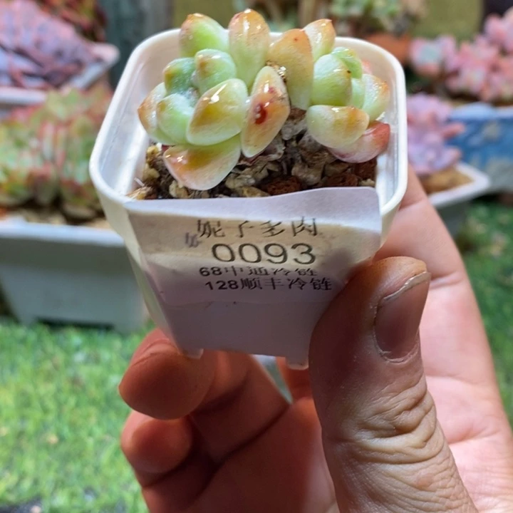 0093啊啊啊啊啊啊啊啊啊