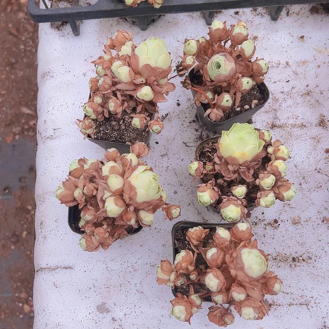 老山地玫瑰5盆19包邮