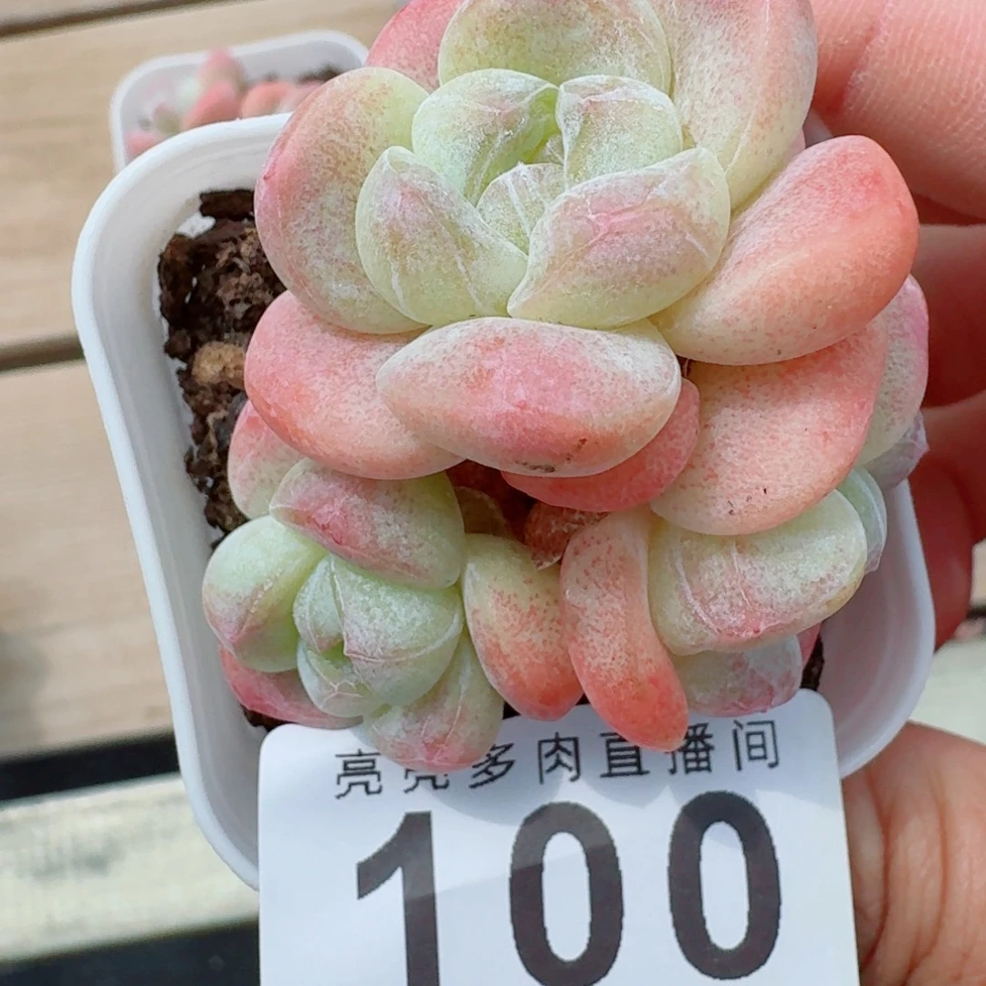 糖心冰玉            精美多肉植物