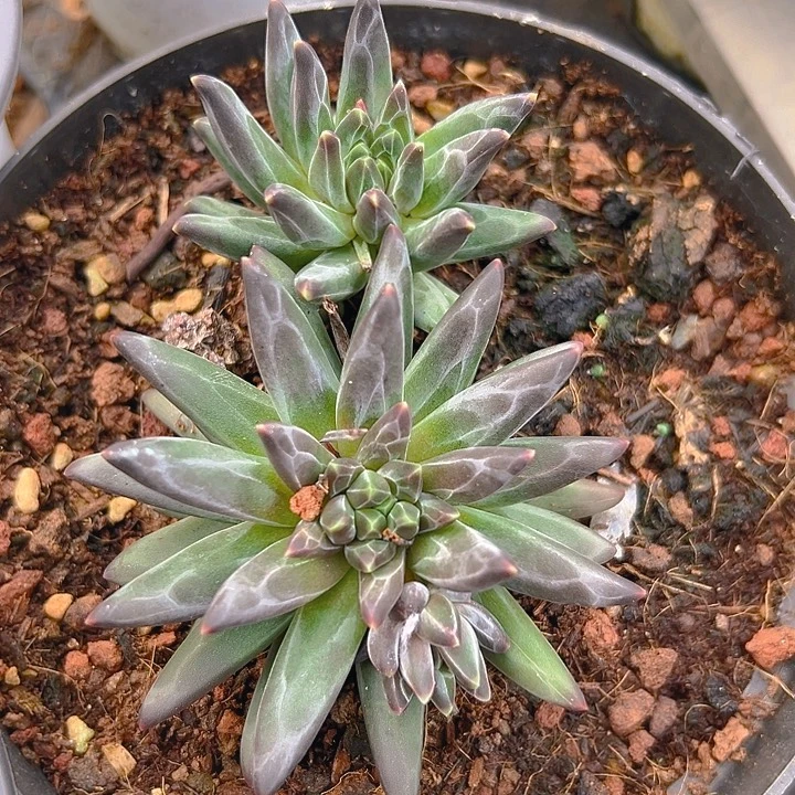 双头暗纹美人特特特