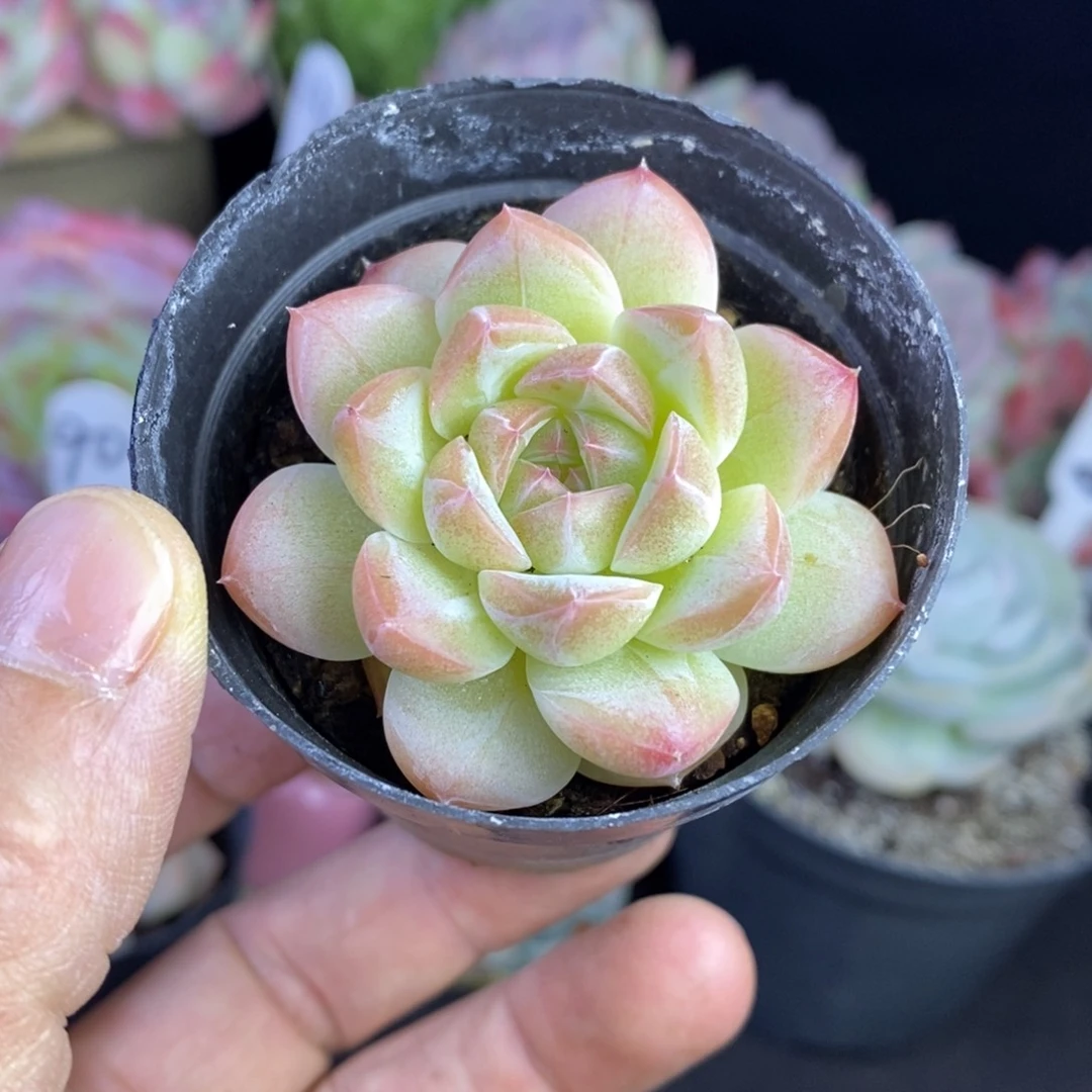 精品多肉一物一拍不包整198