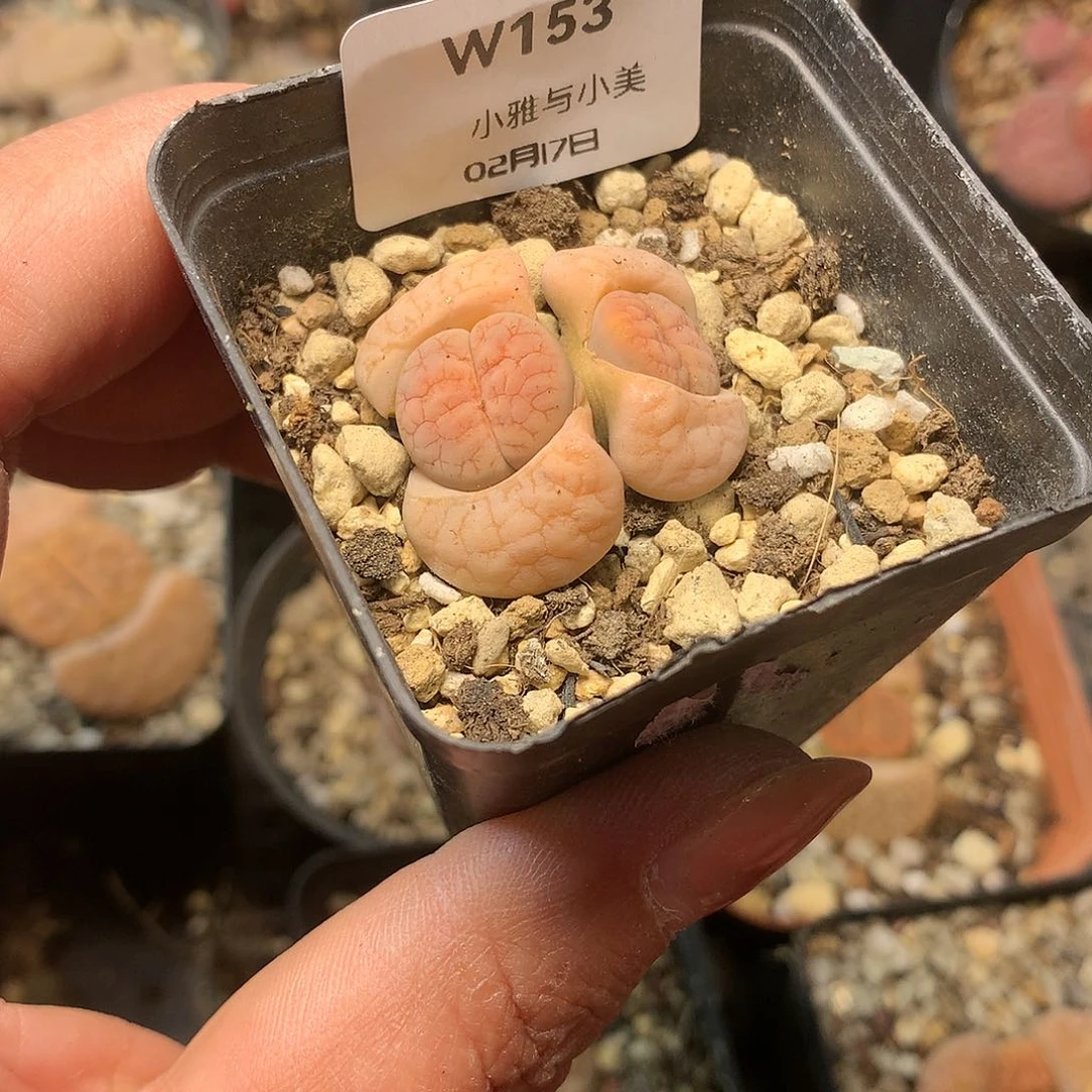 W153多肉植物保护研究所