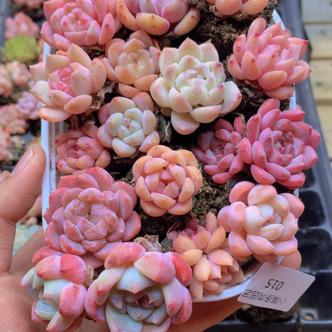 我要去看你了啊我的015