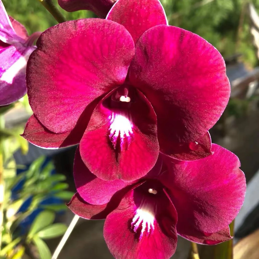 熊猫大花型泰秋石斛兰花期长室内庭院养植兰花盆栽