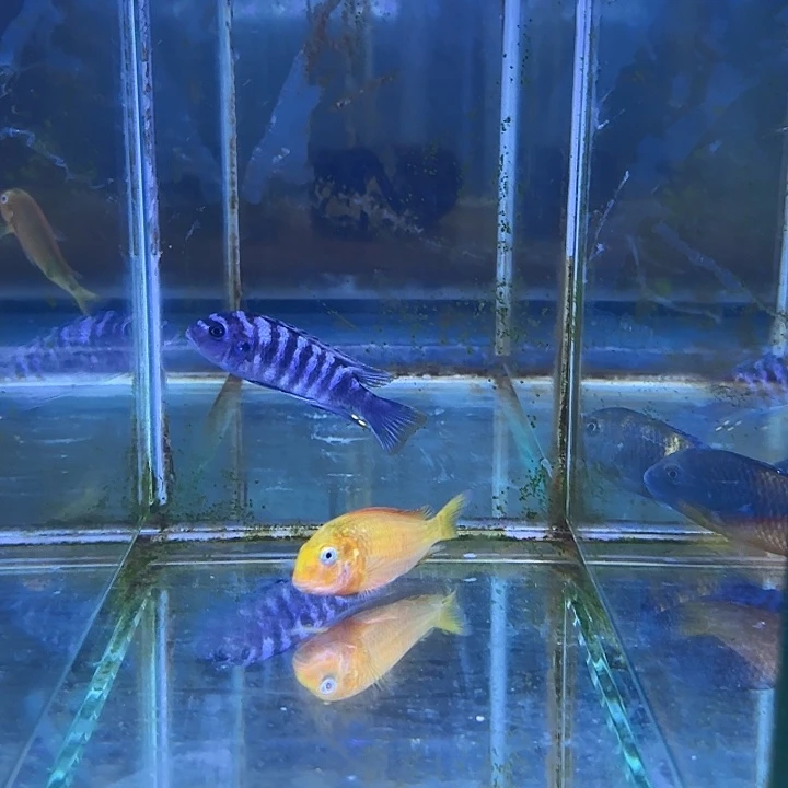 ****哥海水鱼283号1111111