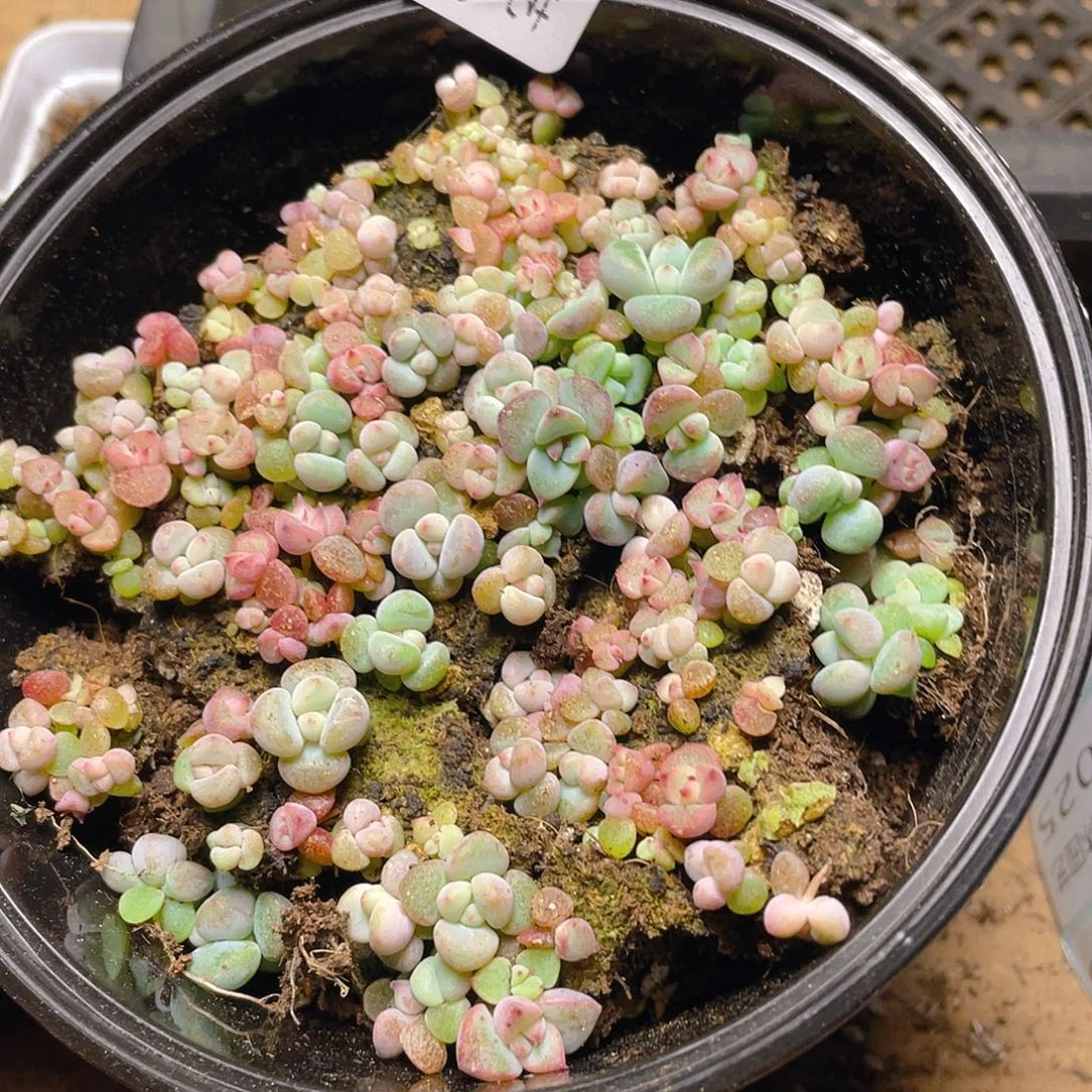 多肉植物多肉植物19