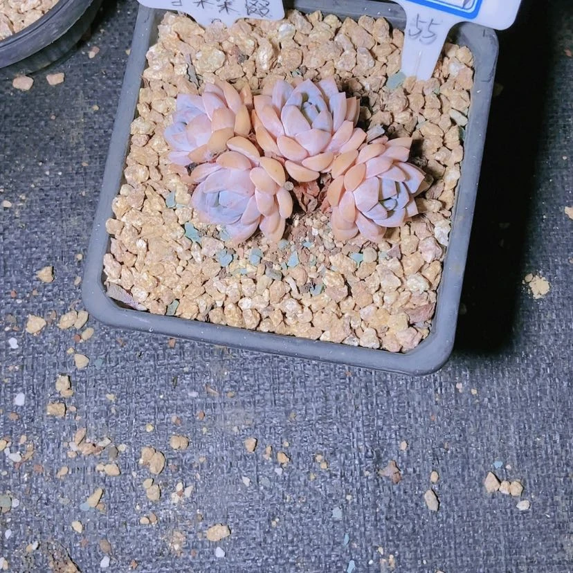 【闪购商品】@*调2764