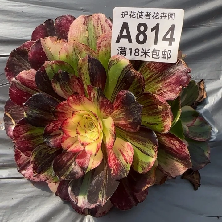 多肉法师伯爵朵朵