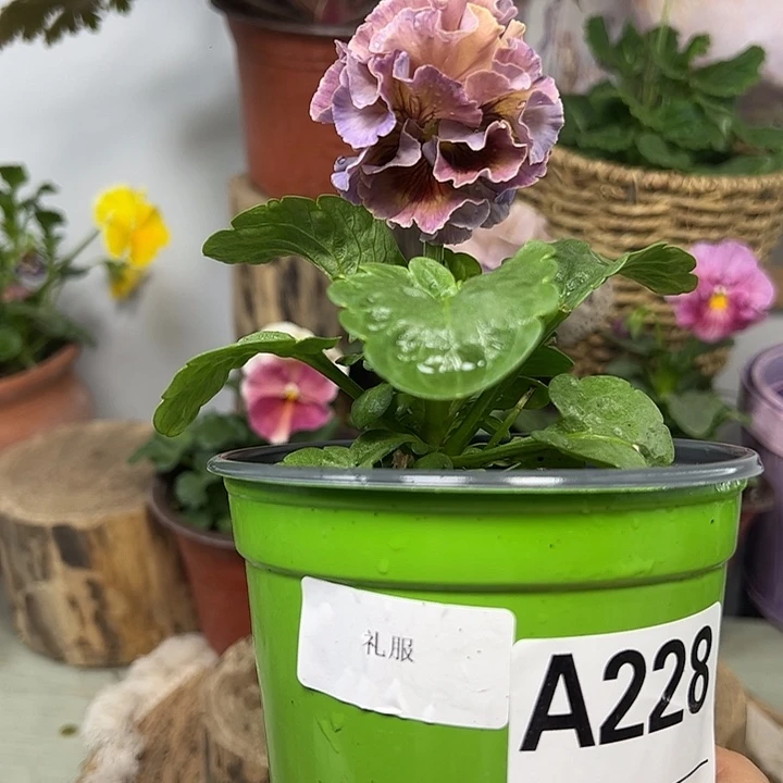 完全开放角堇228号
