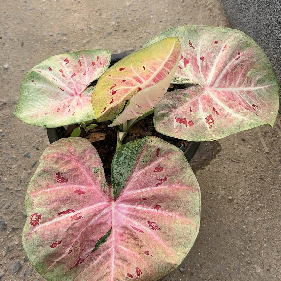 泰国彩叶芋43-0120