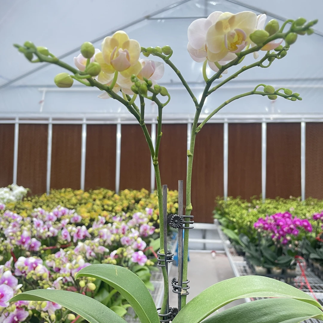 【嫦娥】稀有/甄选蝴蝶兰 室内绿植 开花株 好养活