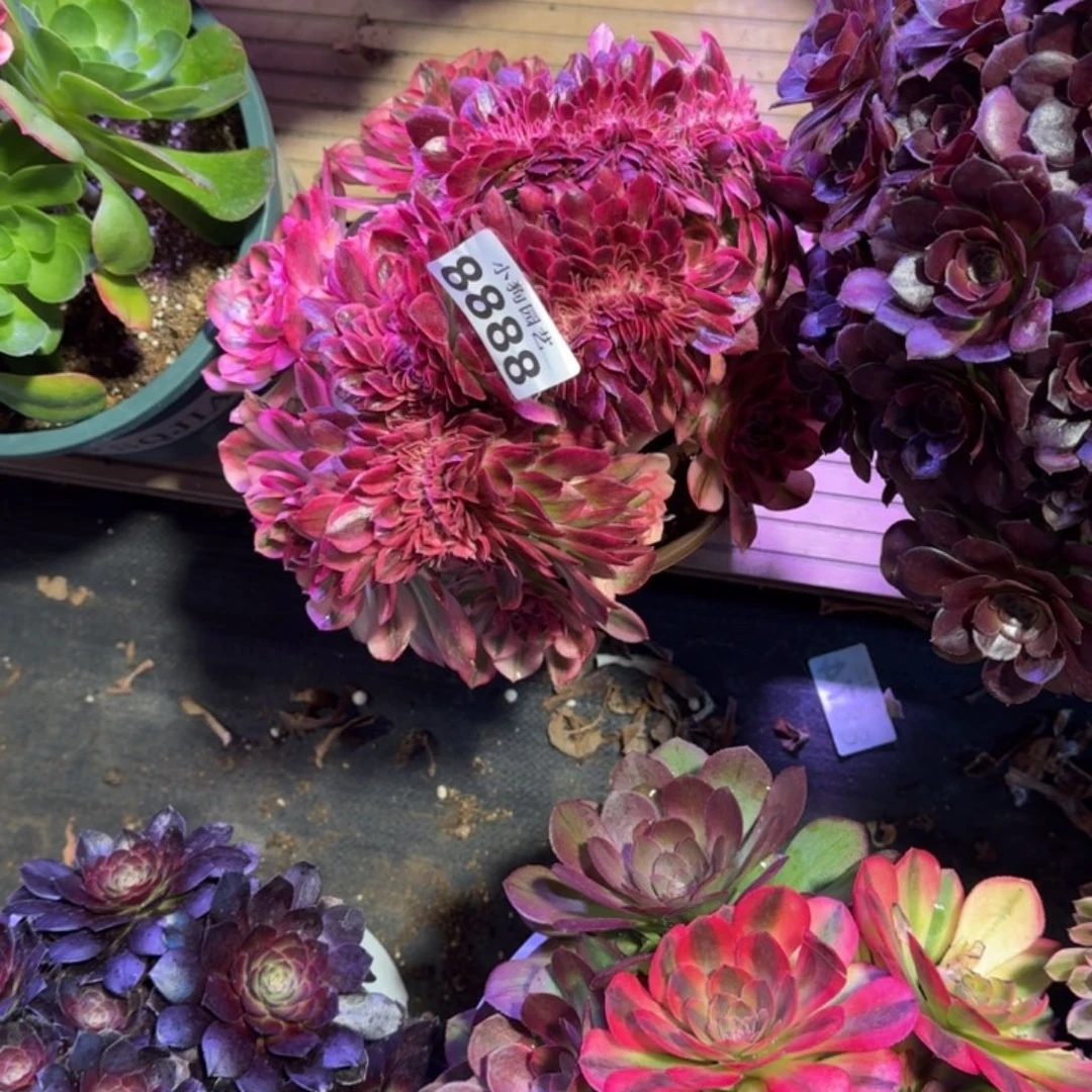 啊*倾城缀多肉植物8888