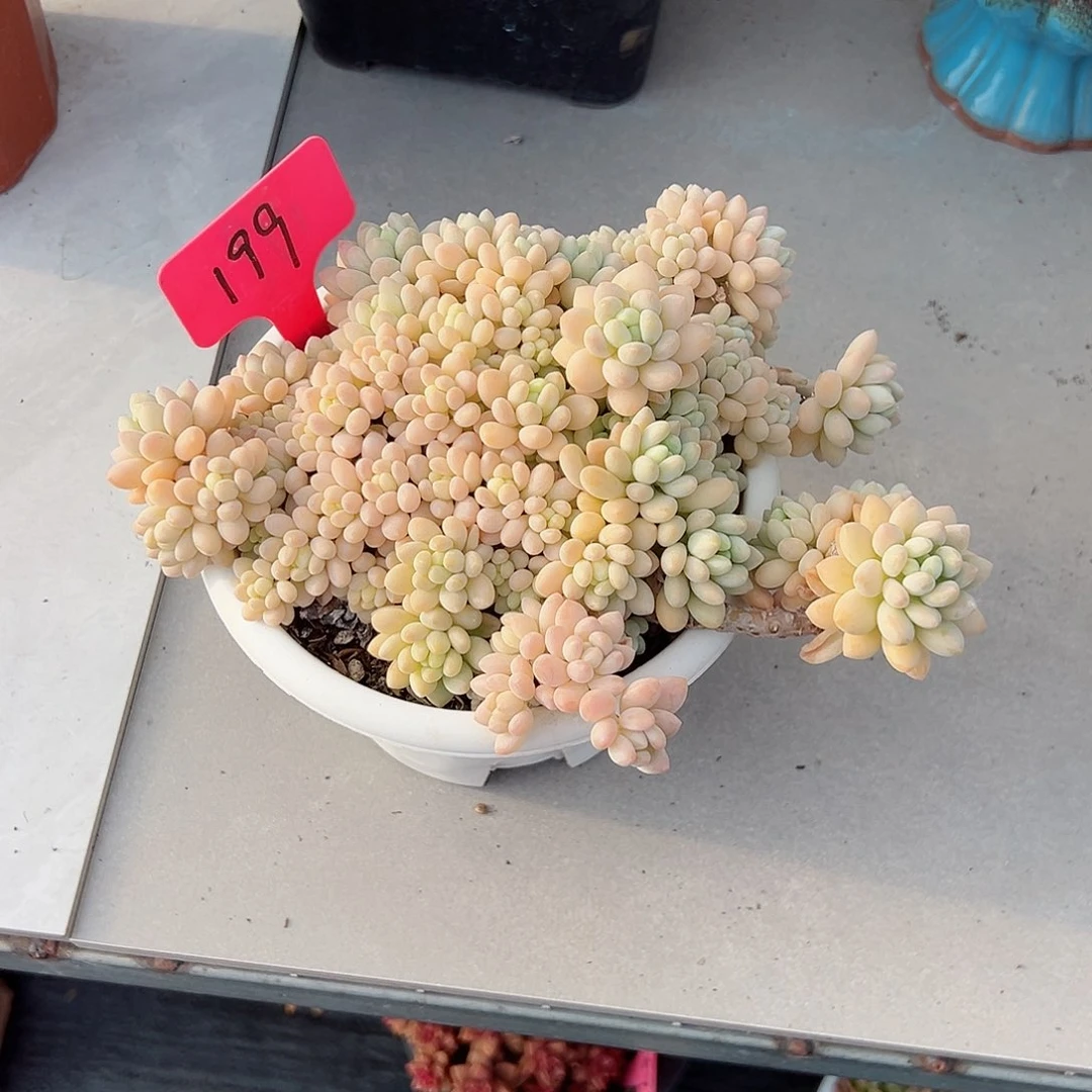 橘*奈199洛可可多肉植物