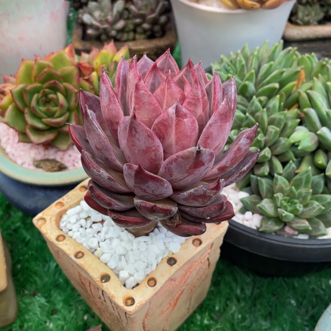 多肉植物盆栽多肉