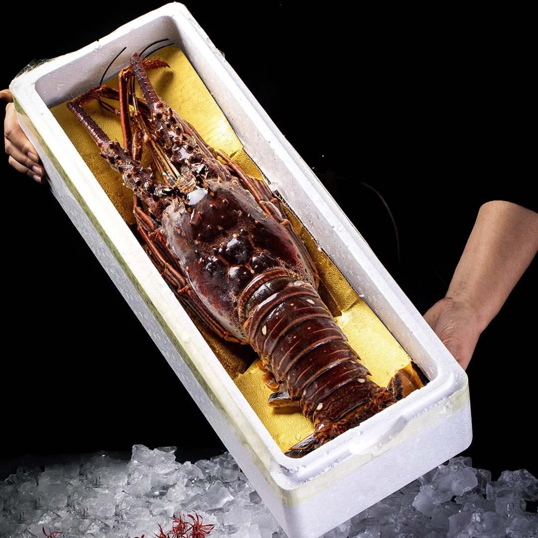 古巴龙虾  海鲜冷冻保存 顺丰包邮