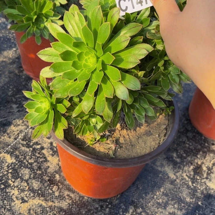 147多肉植物一物一拍