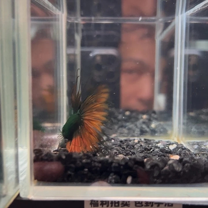 斗鱼跑单拉黑20日44