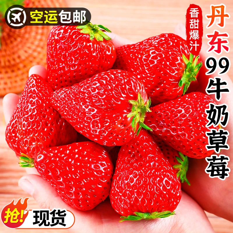 【空运包邮】丹东99牛奶草莓0.9-2.8斤九九红颜奶油草莓应季水果