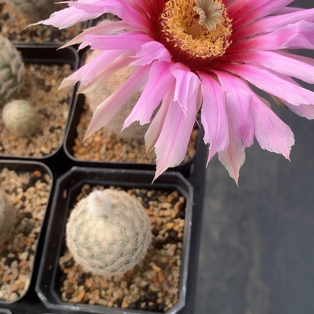 问*花花花花花花花花