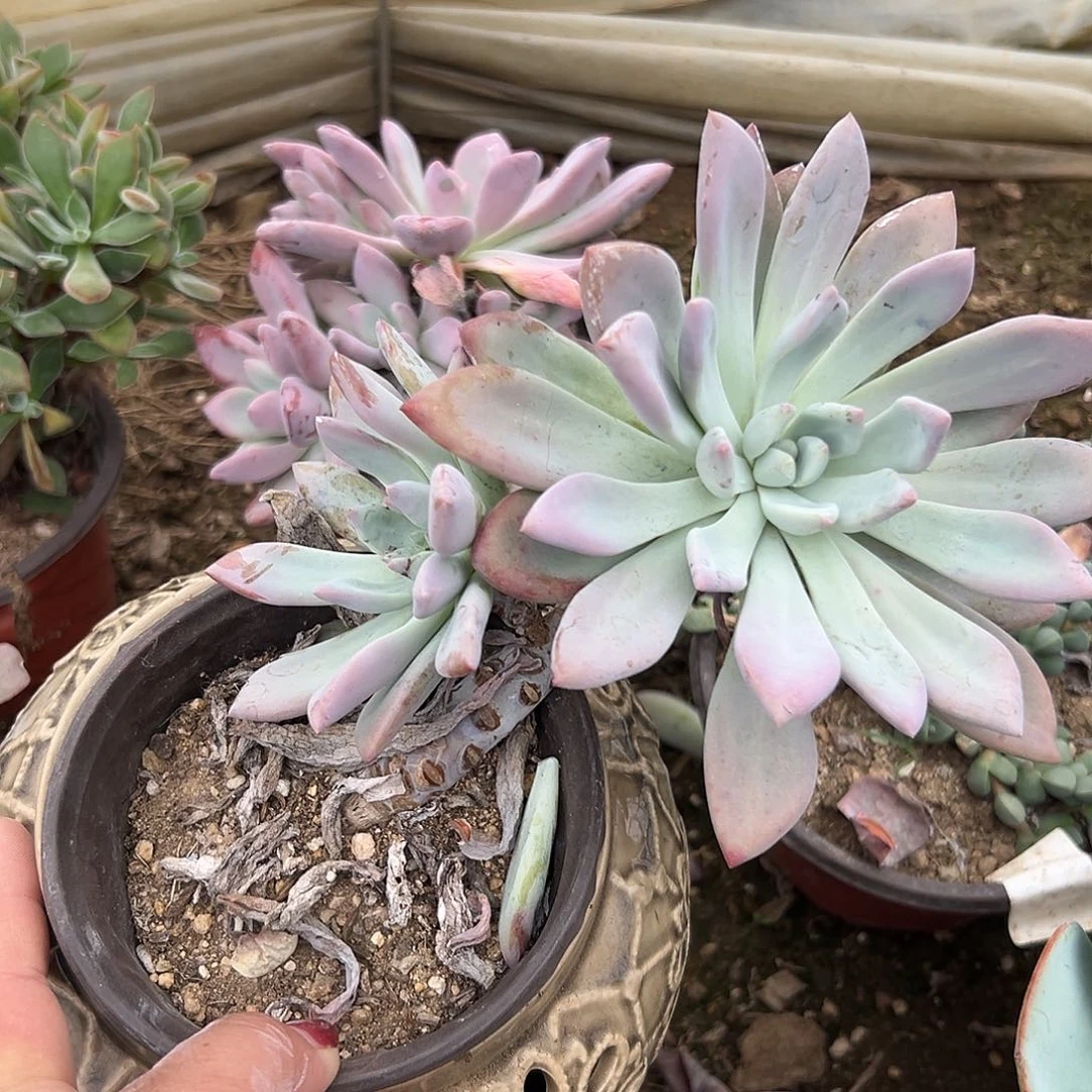 多肉植物多肉植物