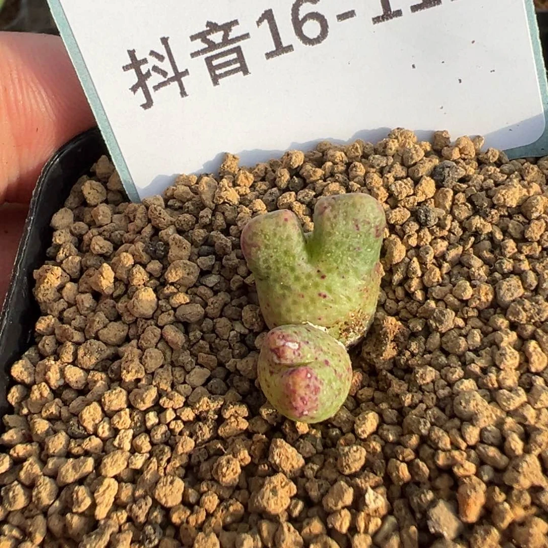 16-111鹿角斑马多肉