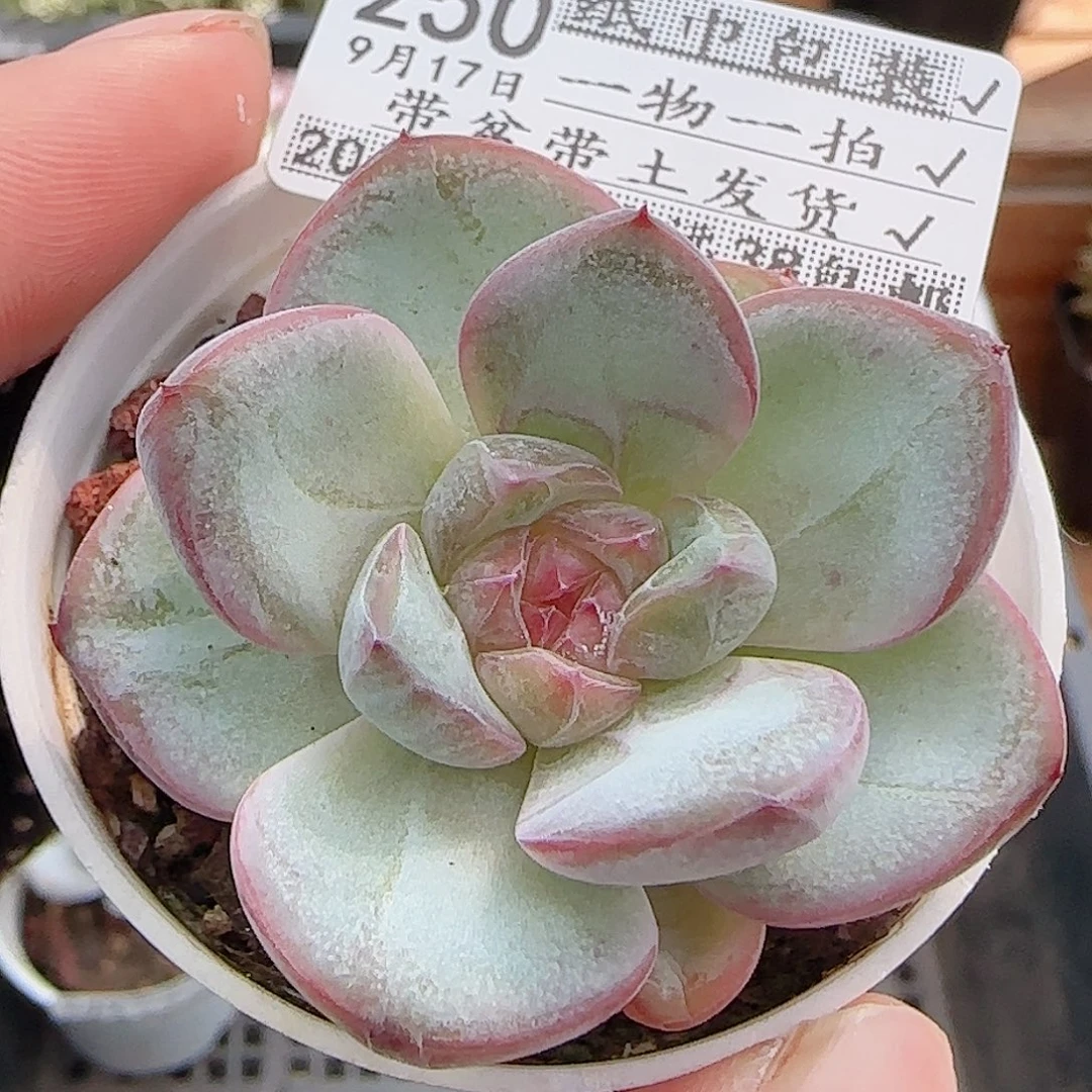 多肉0917--250星星珍妮