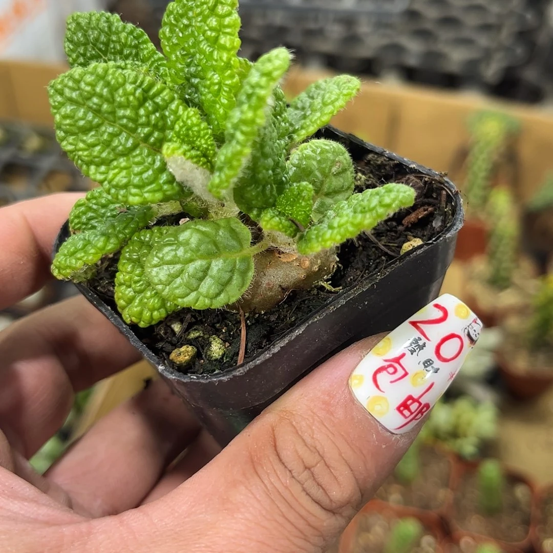 断崖王子单头发货有根发货