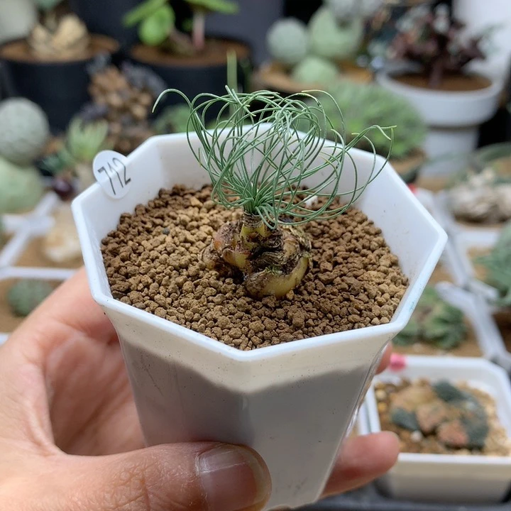 Dm弹簧草产地带盆