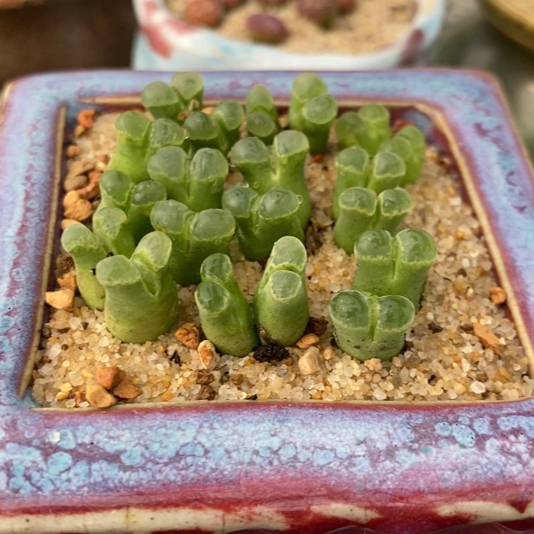 双头粉佛肚风铃一颗买2送1