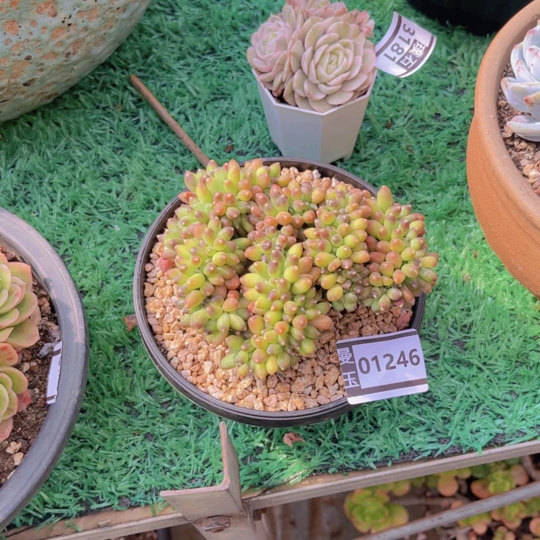小***G千代田缀多肉植物01246
