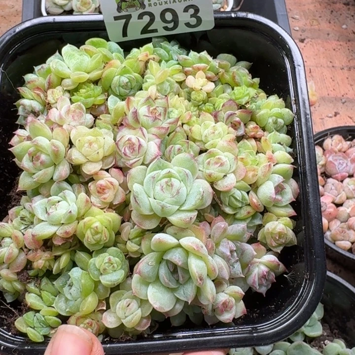 多肉植物多头植物