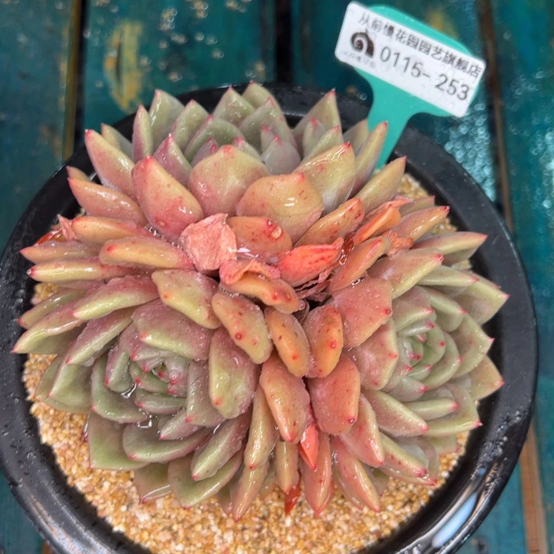 从前慢多肉精选编号0115.253