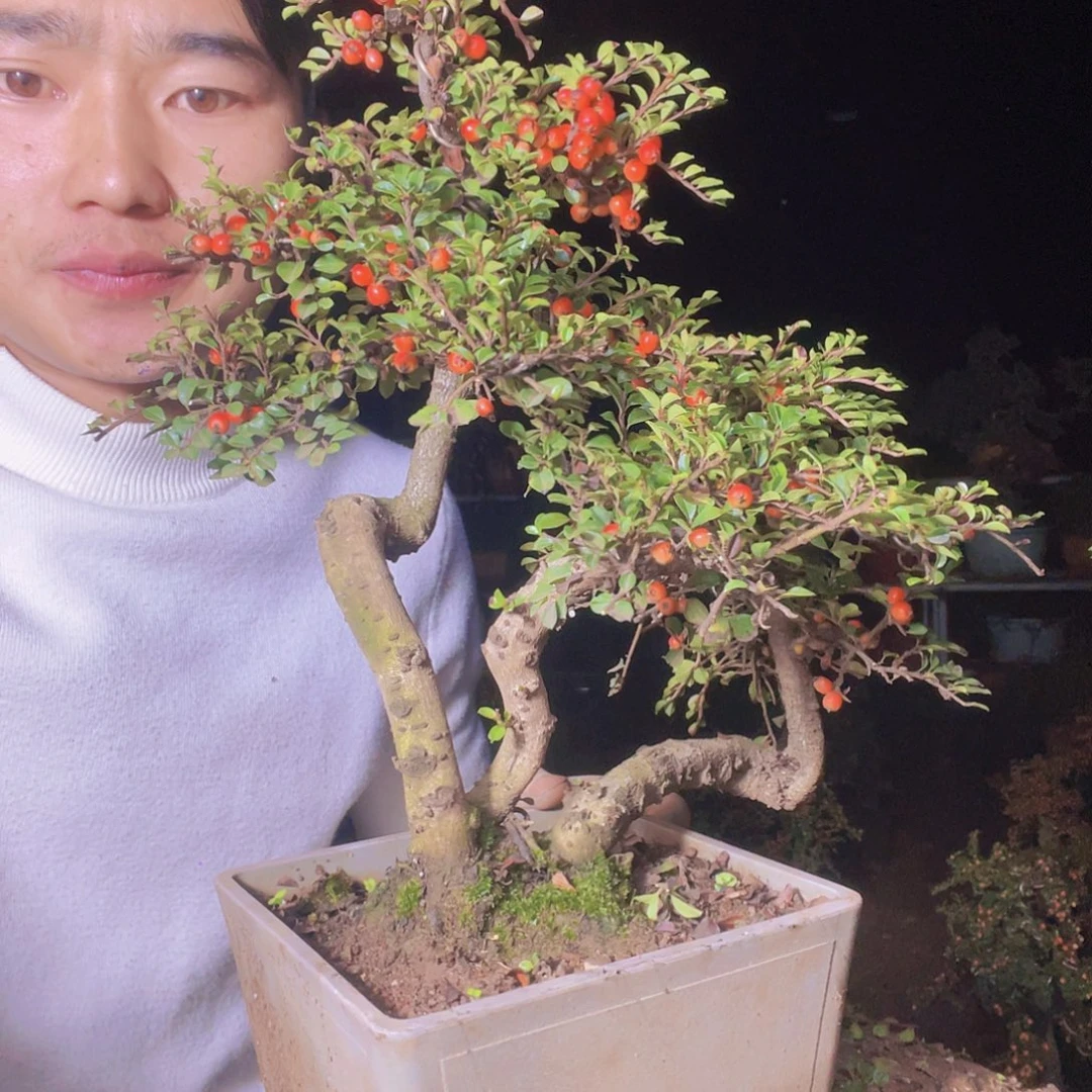 无花朵荀子盆景园区