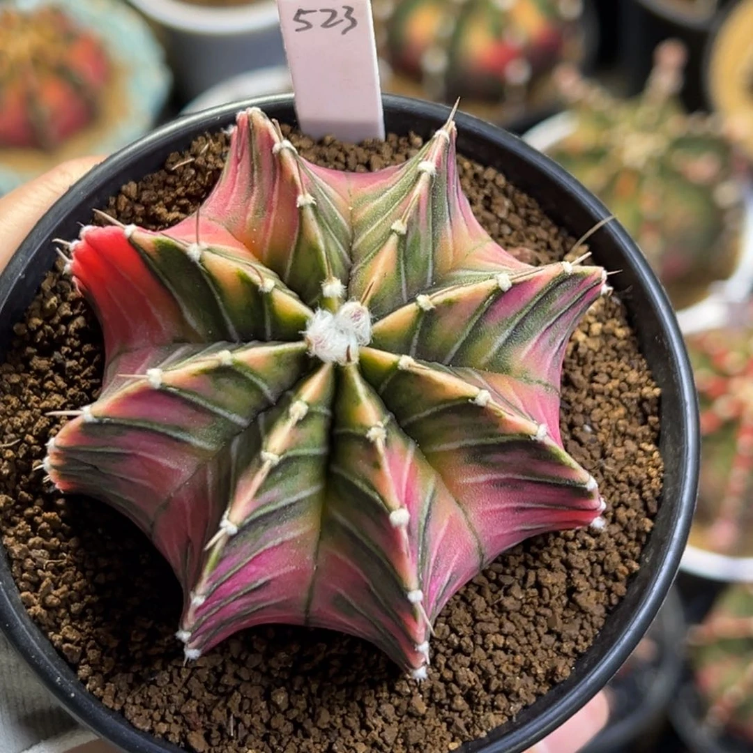 泰系实生肋骨锦523