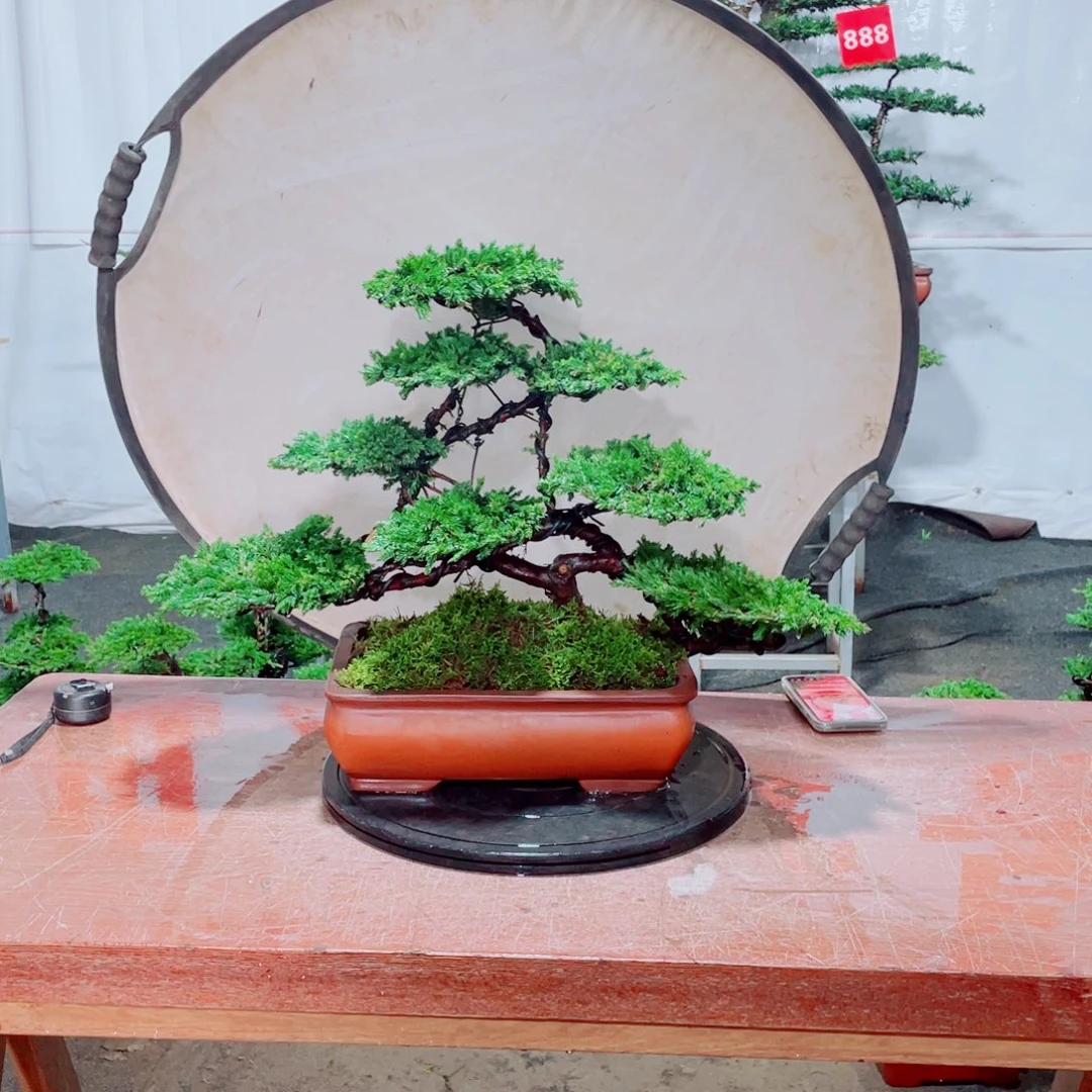 无花朵含盆包邮盆景